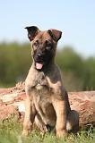 MALINOIS 989